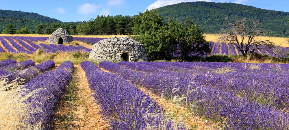 Lavender, the blue gold of Provence