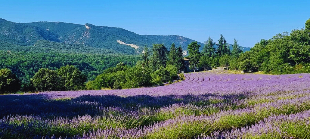 Lavendel, de Iconische provençaalse plant